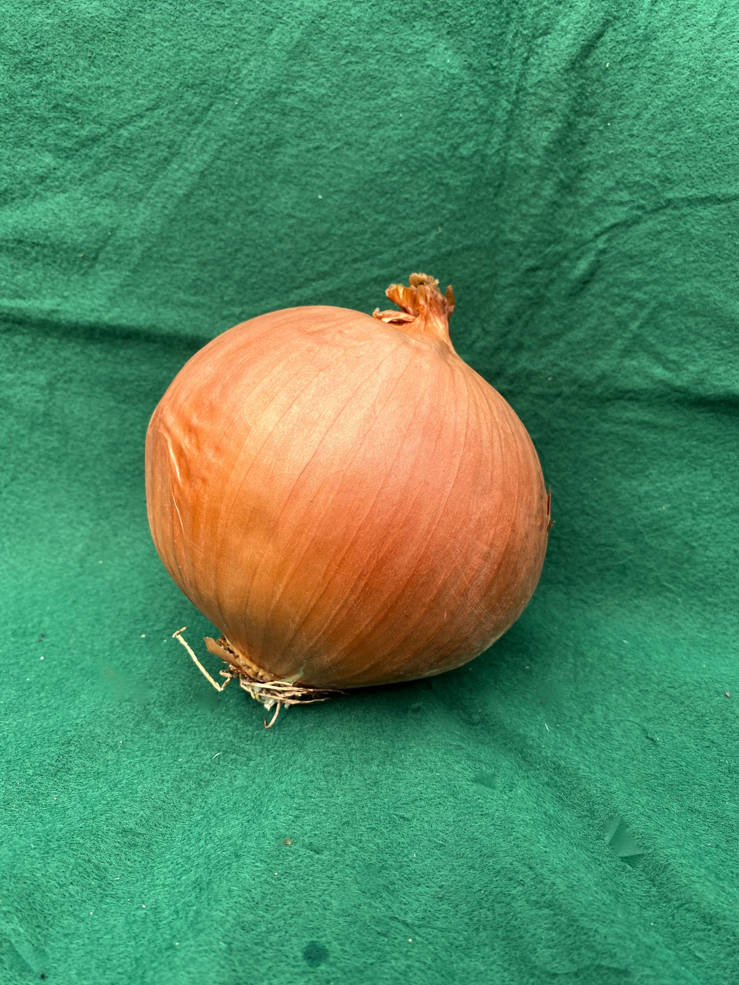 Onion Large Spanish each